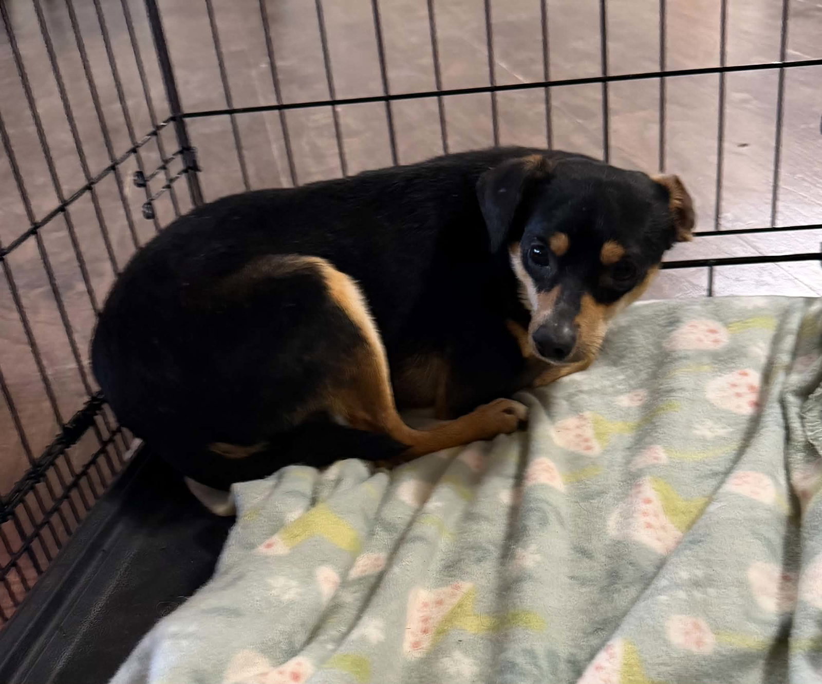 Bruno 4316, photo 2