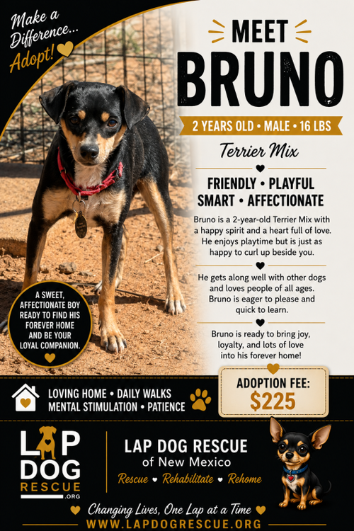 Bruno, Chihuahua / Mixed
