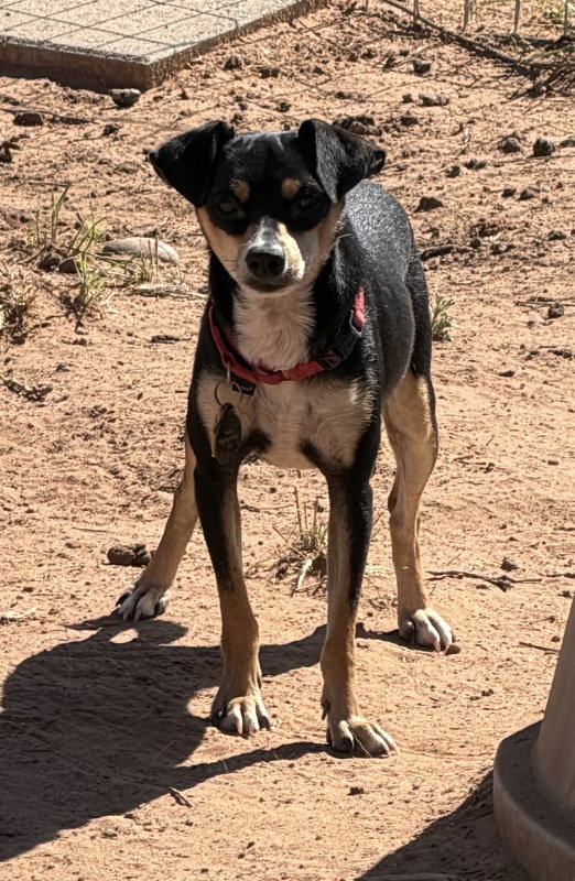 Bruno 4316, photo 3