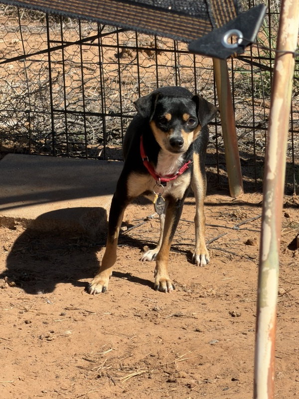 Bruno 4316, photo 4