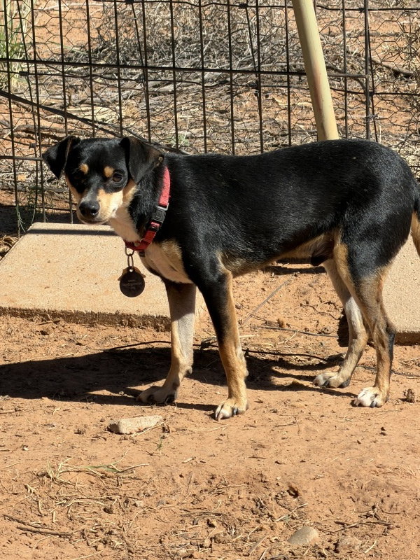 Bruno 4316, photo 5