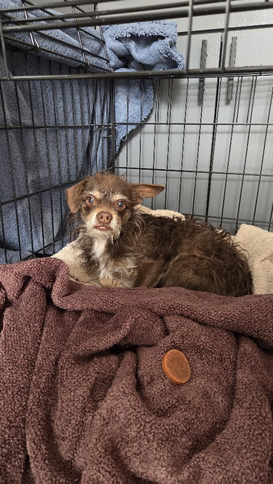 Brownie 4331, photo 2