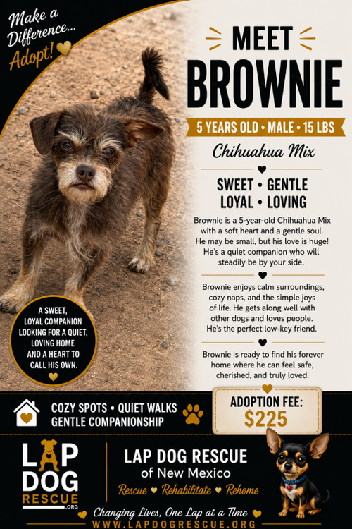 Brownie, Terrier / Mixed