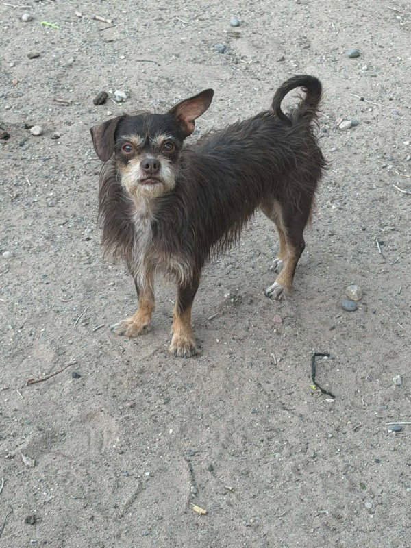 Brownie 4331, photo 5