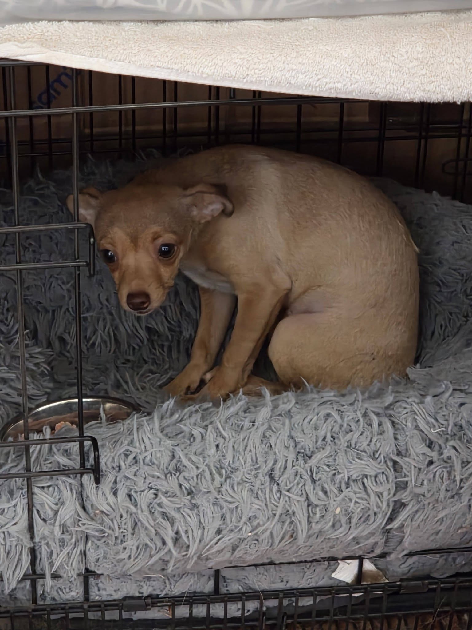 Dottie, photo 2