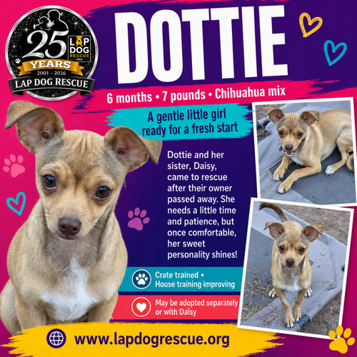 Dottie, Chihuahua