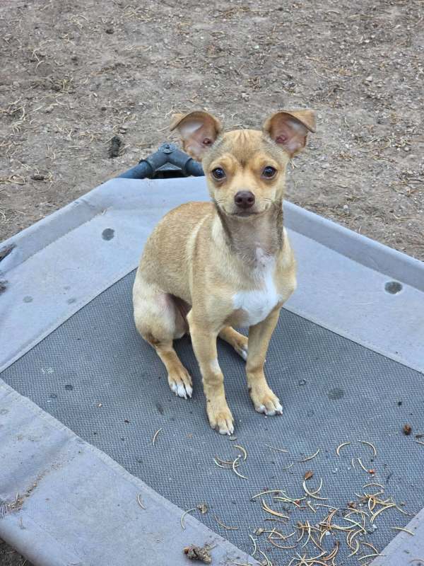 Dottie, photo 5
