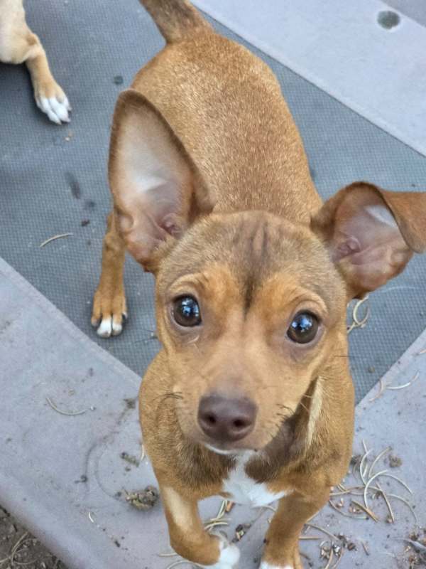 Daisy, photo 4