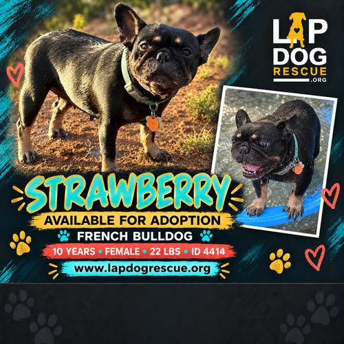 Strawberry, French Bulldog