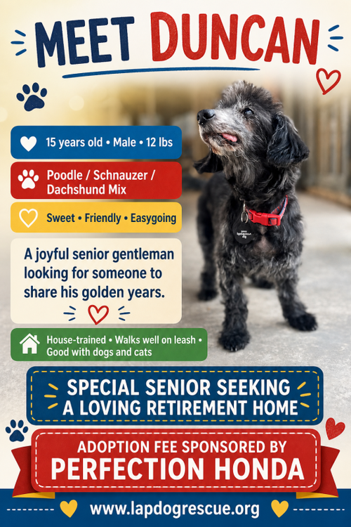 Duncan, Poodle (Miniature) / Schnauzer / Mixed