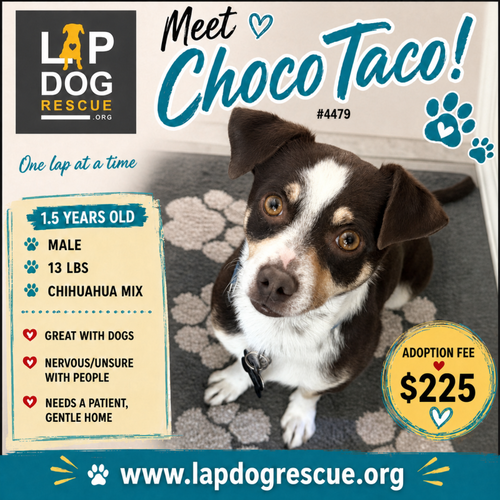 Chocotaco, Chihuahua / Mixed