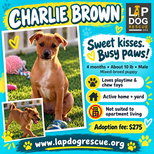 Charlie Brown, Terrier / Mixed