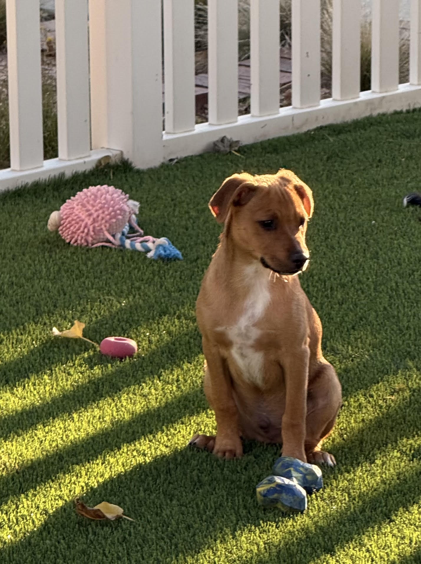 Charlie Brown 4478, photo 3