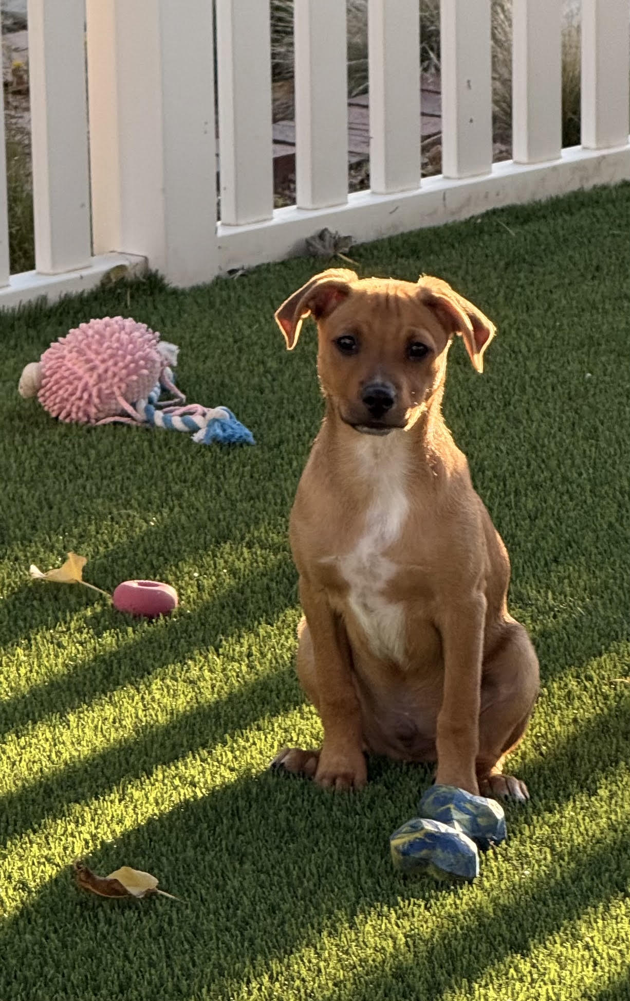 Charlie Brown 4478, photo 4