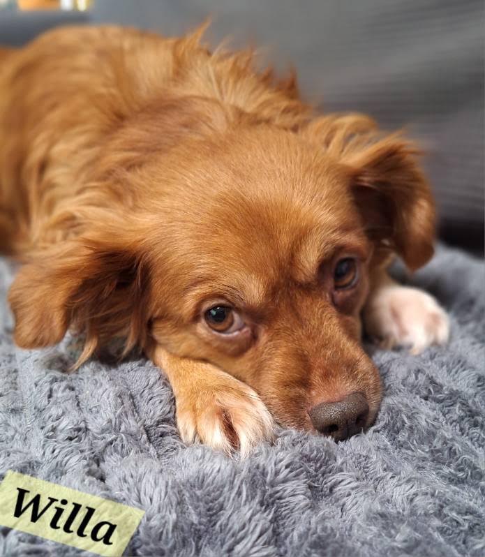 Willa Grace 4475, photo 2