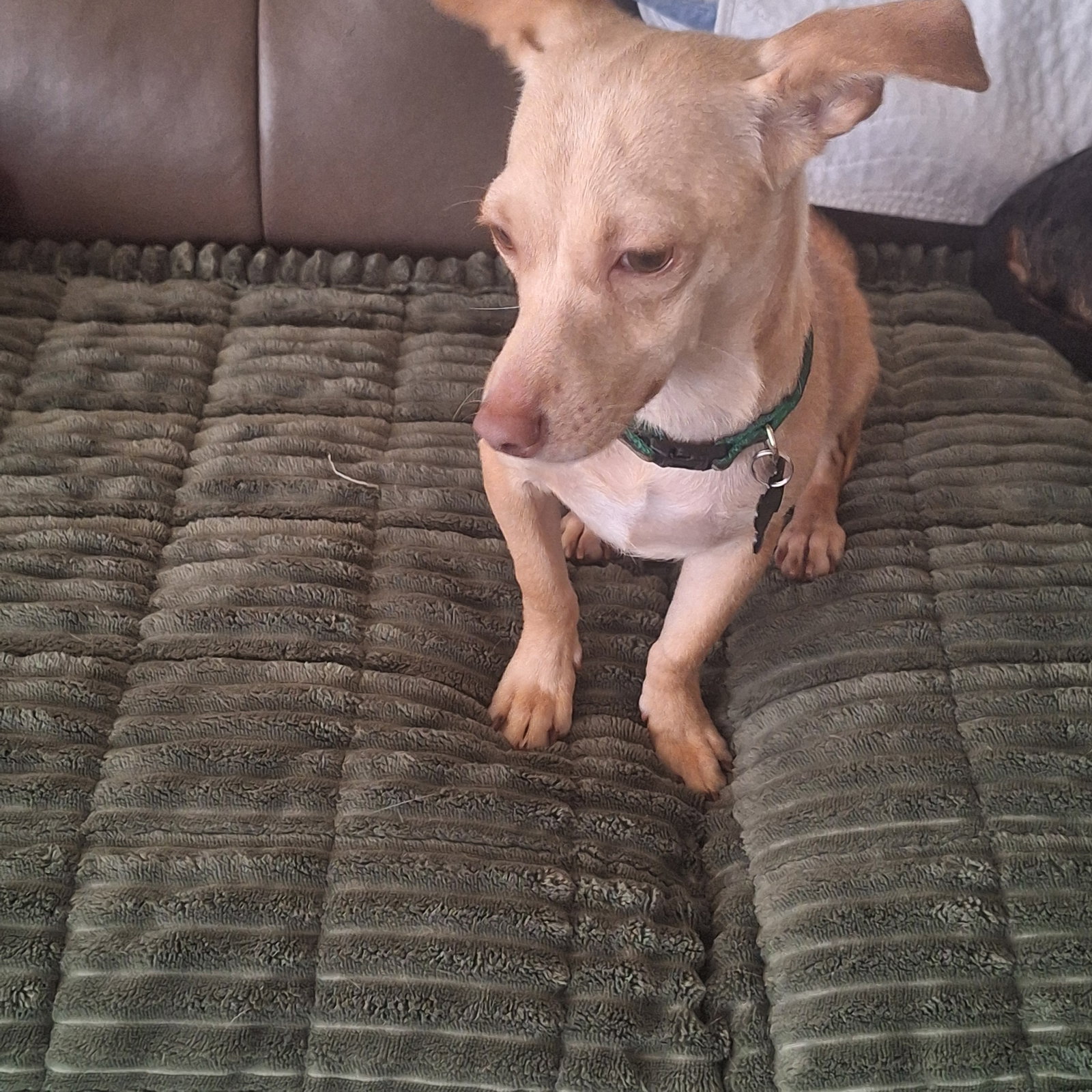 Pickles 4494, photo 3