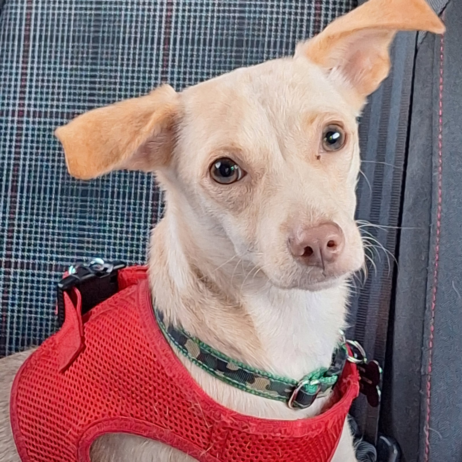 Pickles 4494, photo 2
