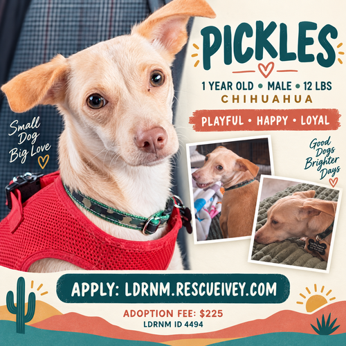 Pickles, Chihuahua / Mixed