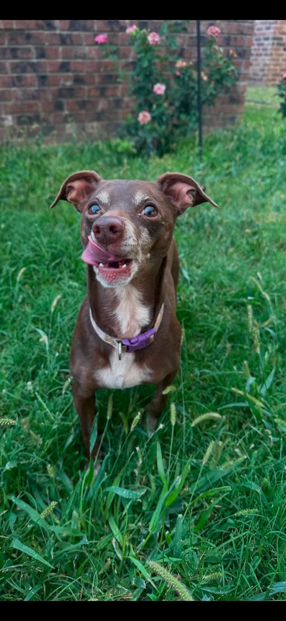 Rufus 4510, photo 2