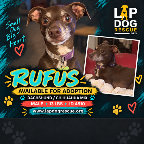 Rufus, Chihuahua / Mixed