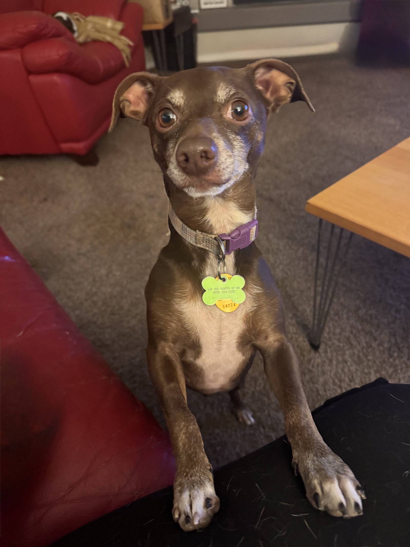 Rufus 4510, photo 3
