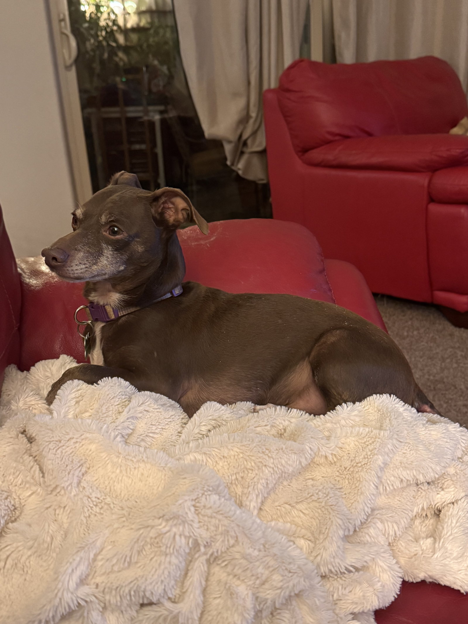 Rufus 4510, photo 4