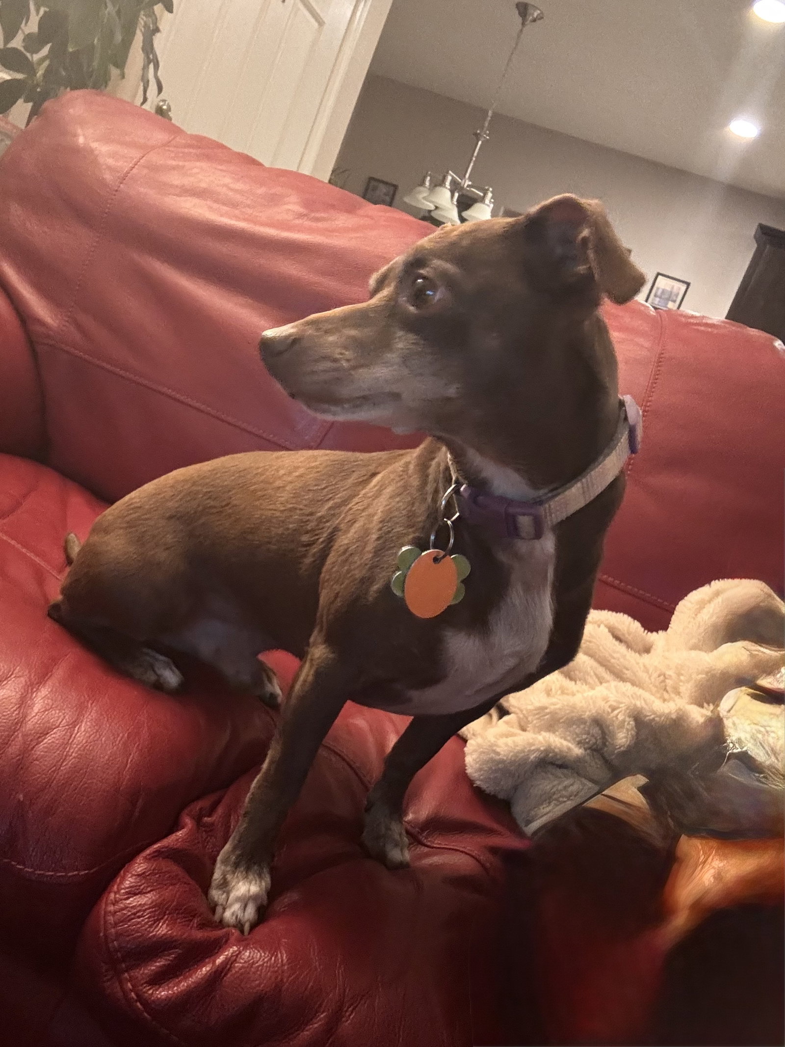 Rufus 4510, photo 5