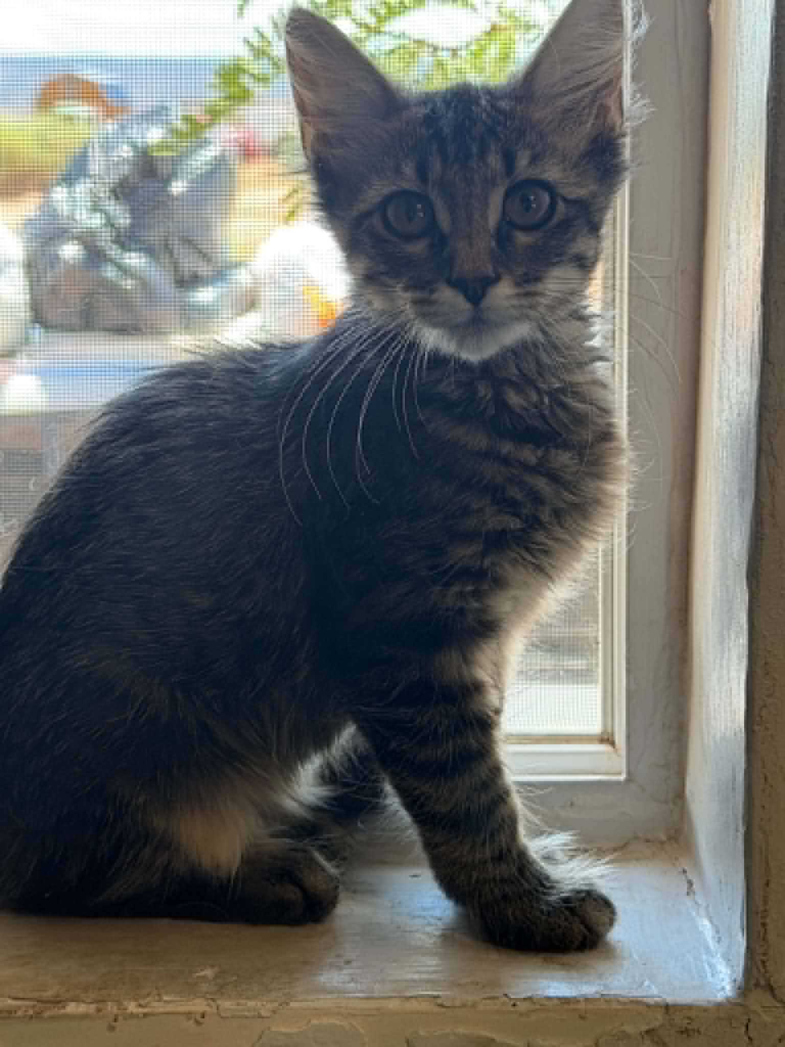 Tabitha 4505, photo 2