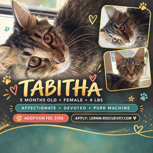 Tabitha, American Shorthair / Mixed