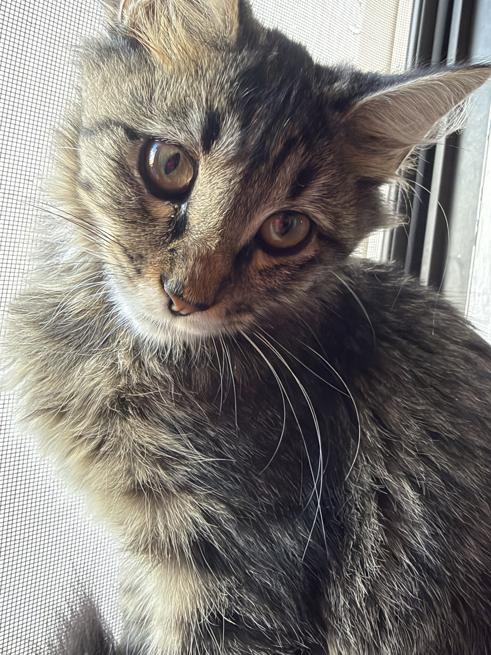 Tabitha 4505, photo 3