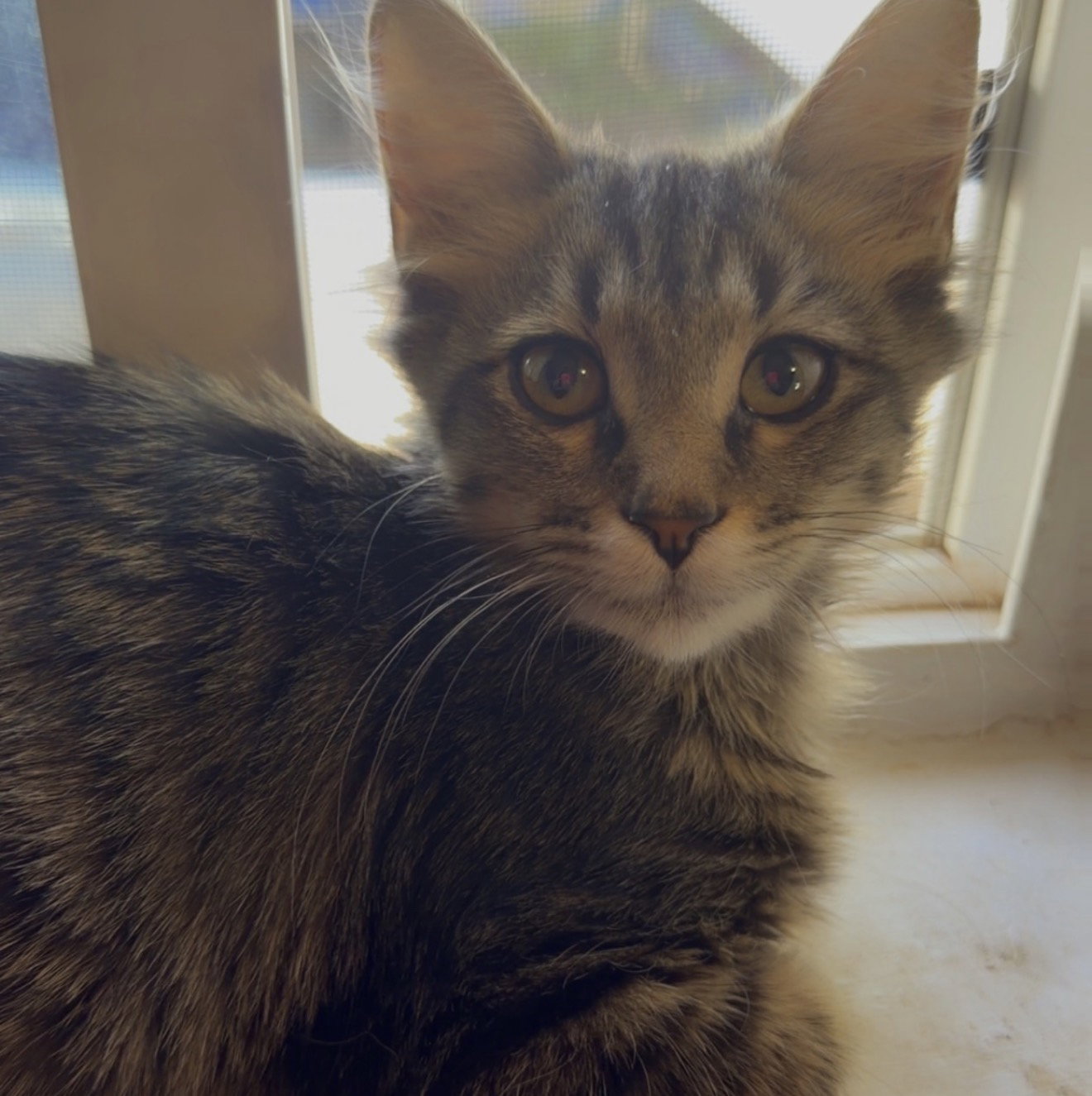 Tabitha 4505, photo 4