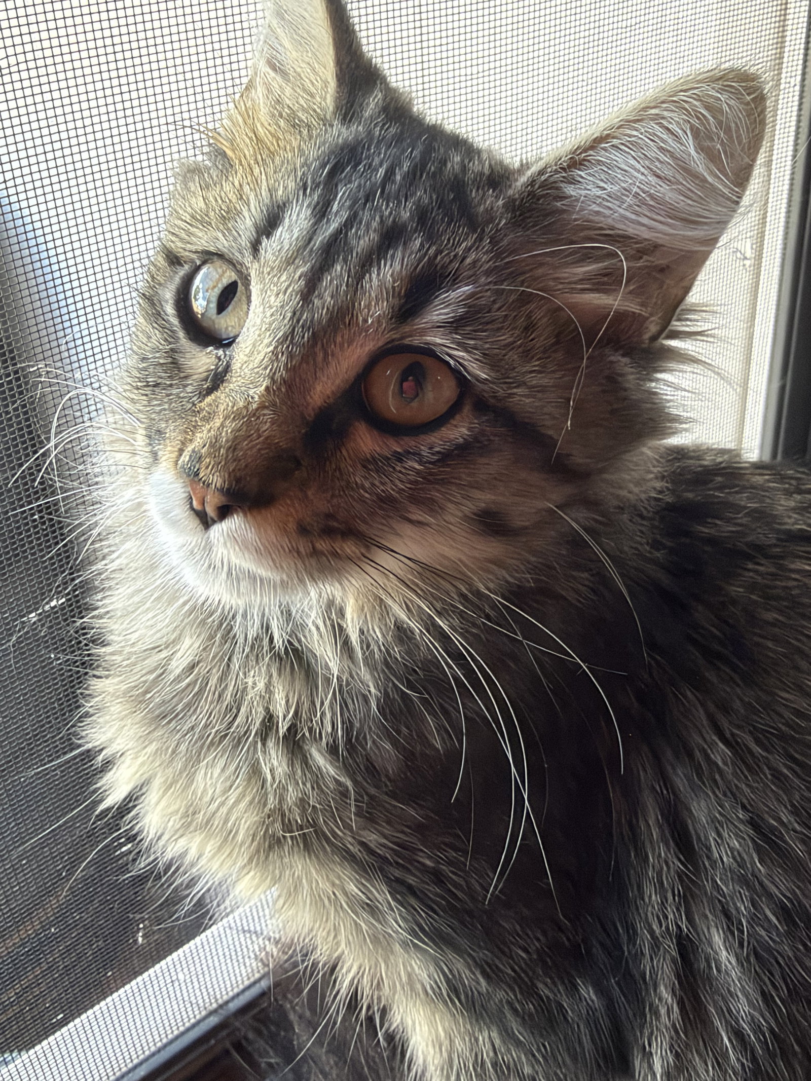 Tabitha 4505, photo 5