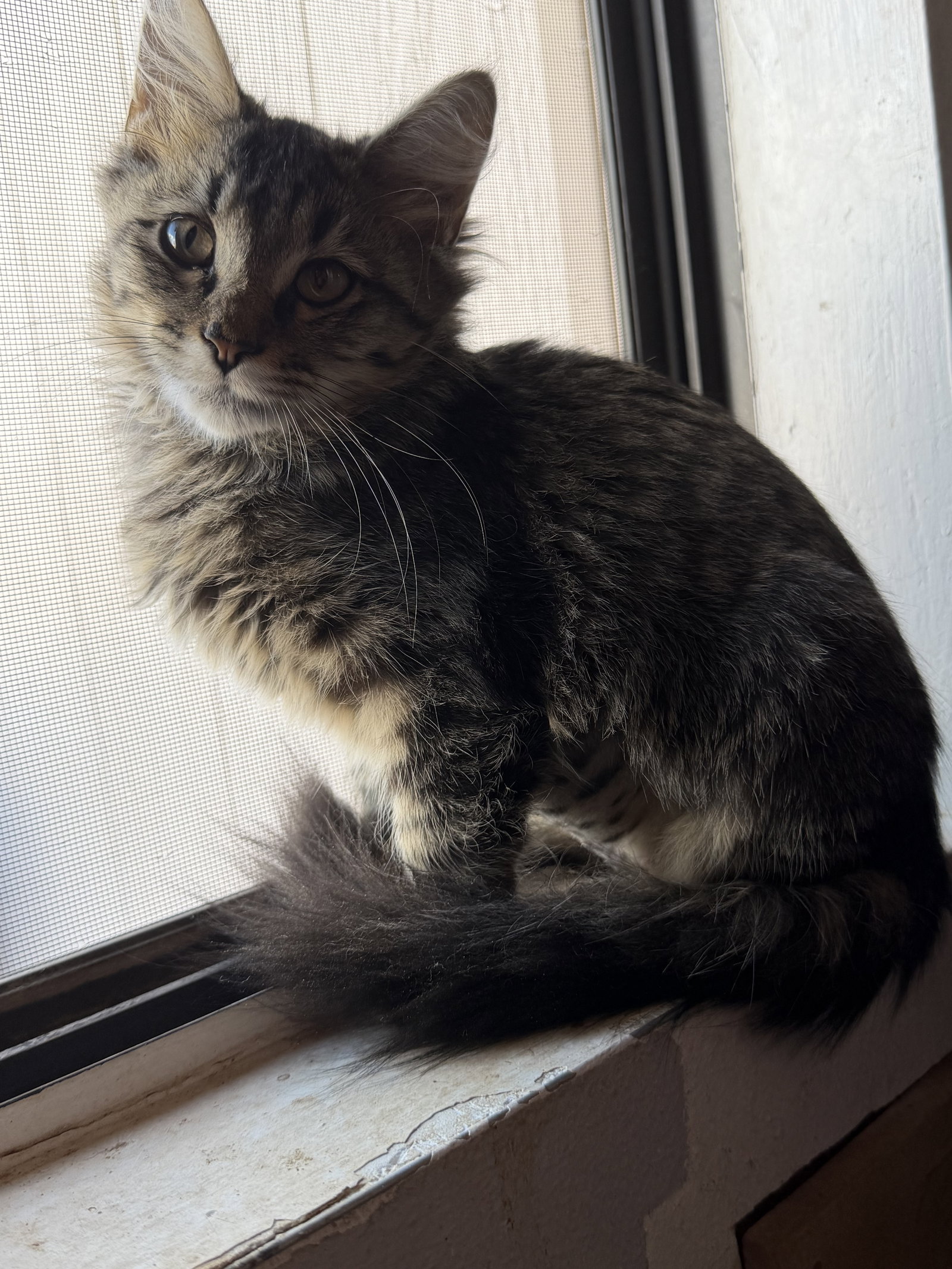 Tabitha 4505, photo 6