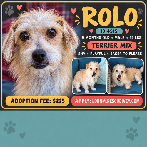 Rolo, Terrier / Mixed