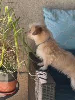 Rolo, photo 5