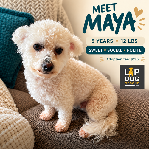 Maya, Poodle (Miniature) / Mixed