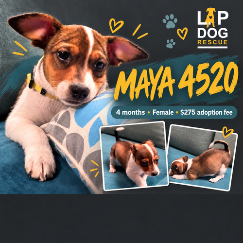 Maya, Jack Russell Terrier / Dachshund / Mixed