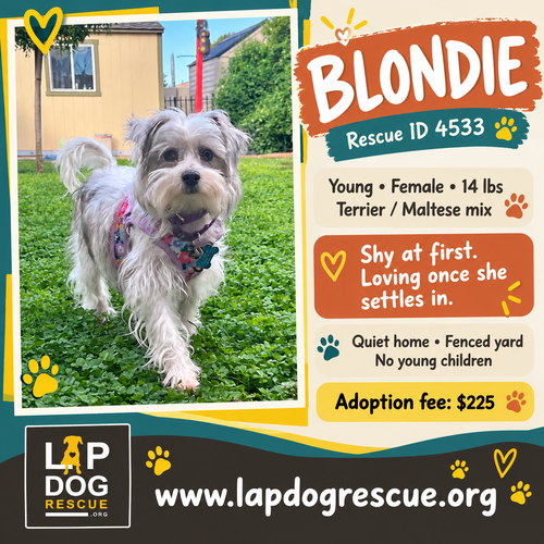 Blondie, Terrier / Maltese / Mixed
