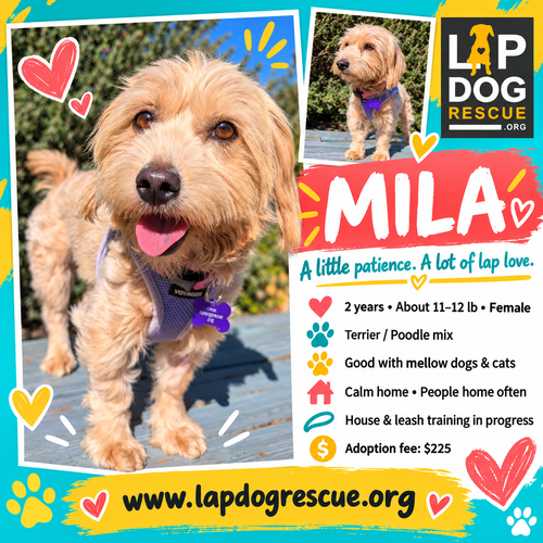 Mila, Border Terrier / Poodle (Miniature)
