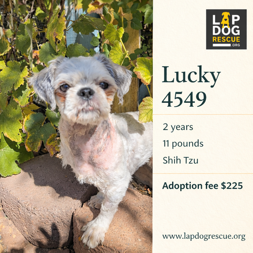 Lucky, Shih Tzu