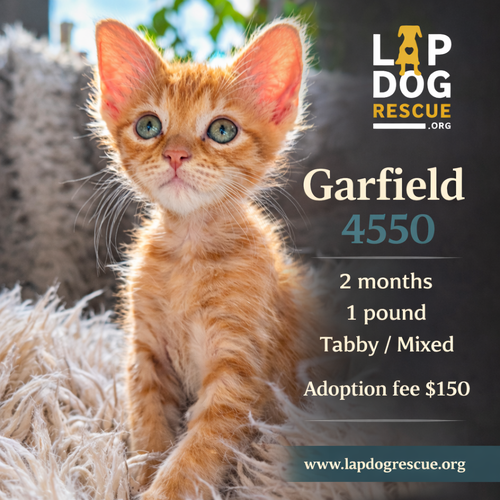 Garfield, Tabby / Mixed