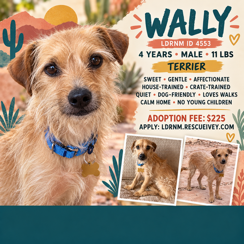 Wally, Terrier / Mixed