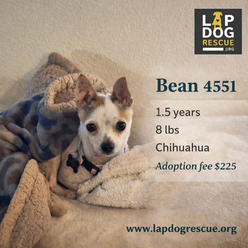 Bean, Chihuahua
