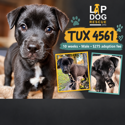Tux, Labrador Retriever / Mixed