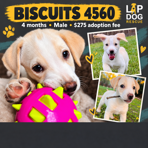 Biscuits, Labrador Retriever / Mixed