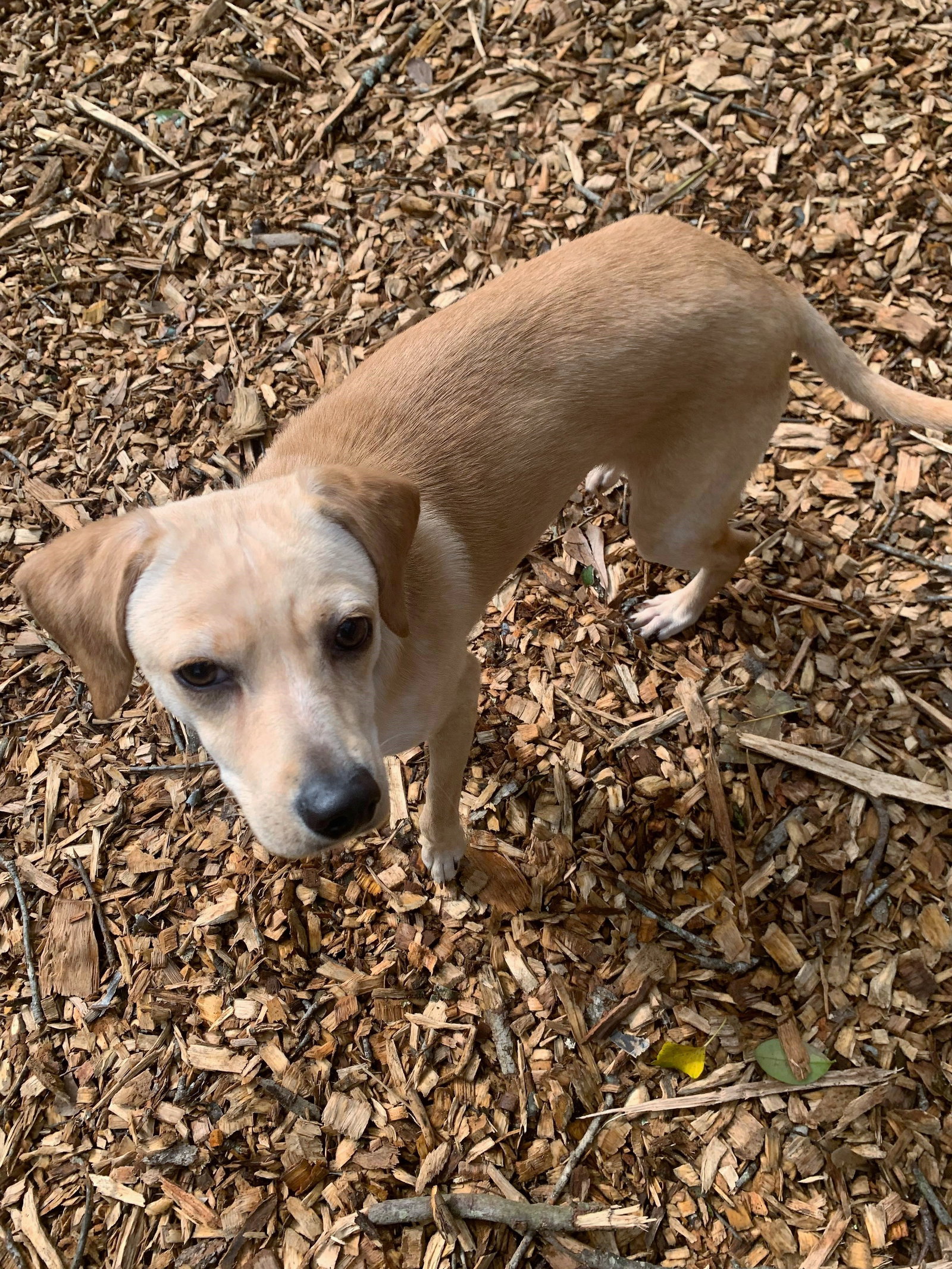 Dog for Adoption Banjo, a Terrier in Dekalb County, GA Alpha Paw