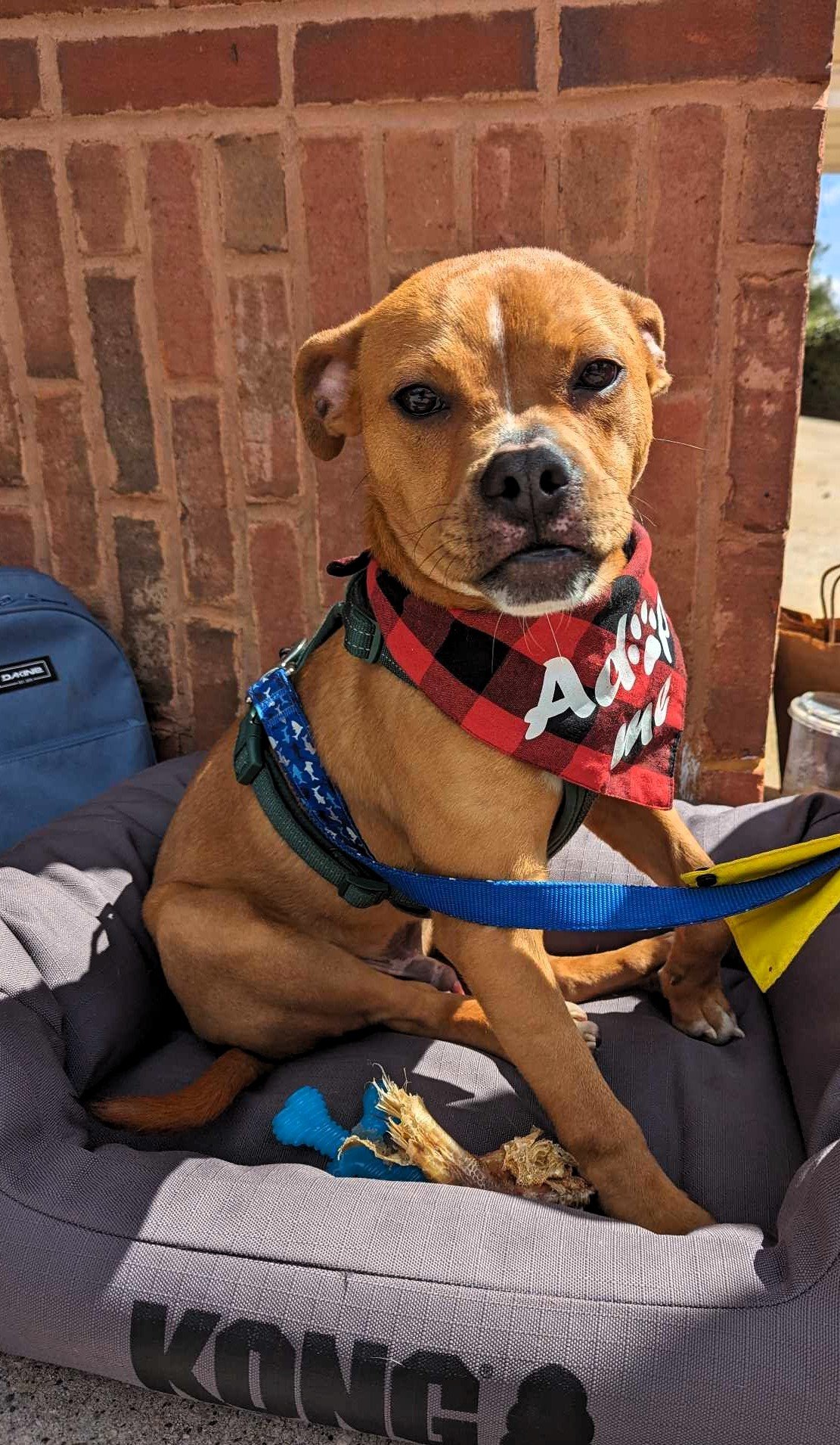 adoptable Dog in Auburn, GA named Butch