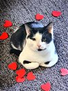 adoptable Cat in auburn, GA named Oreo
