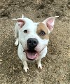 adoptable Dog in  named Sally