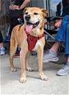 adoptable Dog in auburn, GA named Lucy